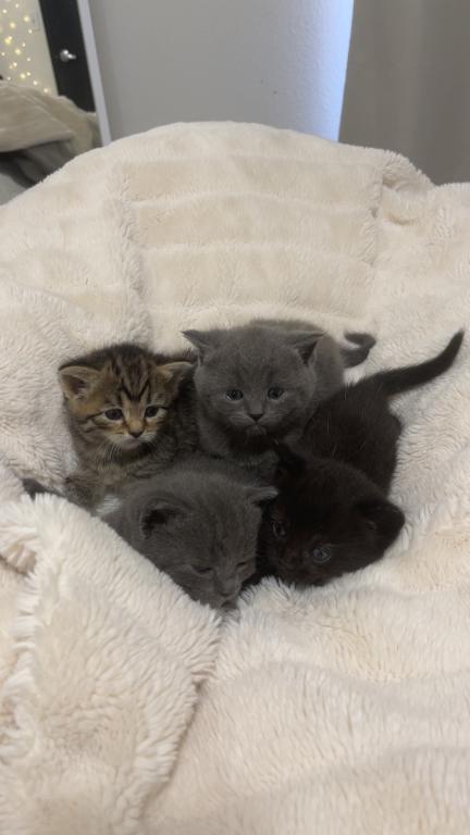 4 Sweet Kitties Looking For A New Home photo 2