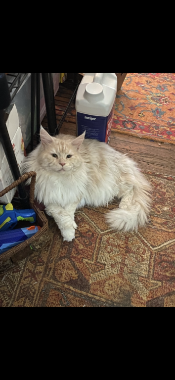 Maine Coons photo 3