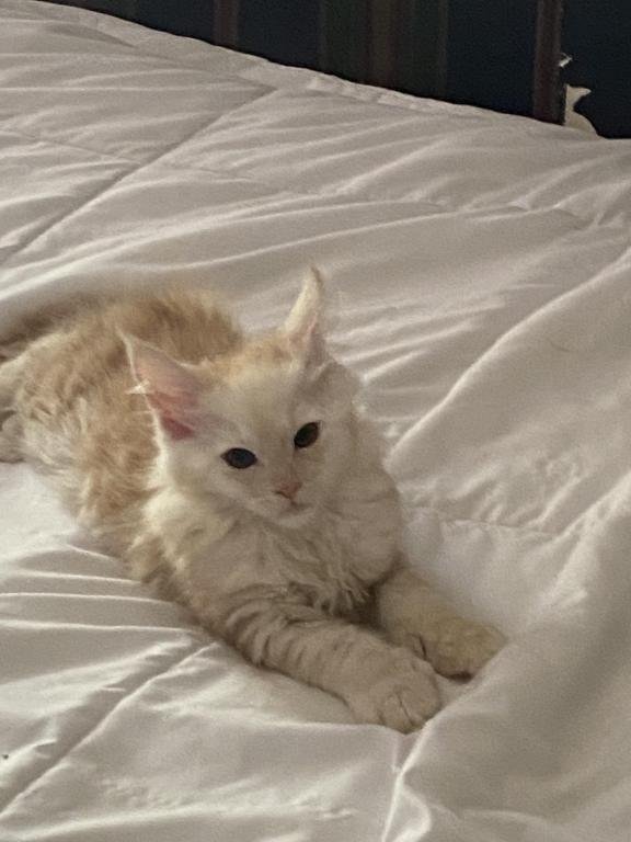 Maine Coons photo 6