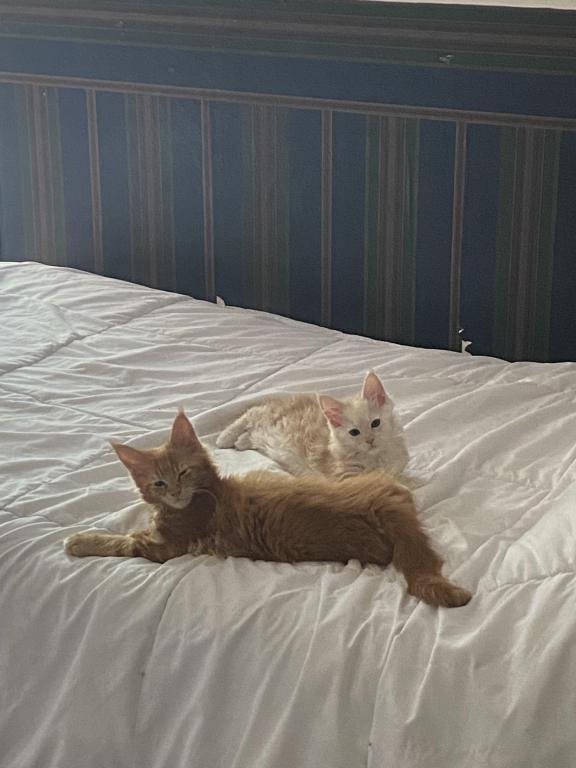 Maine Coons photo 4