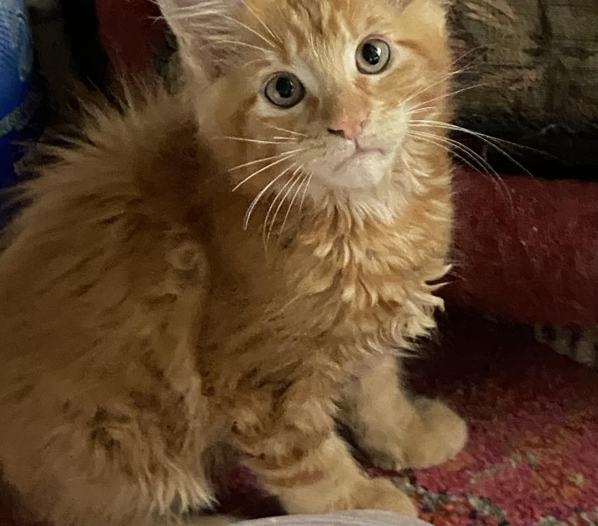 Maine Coons photo 9