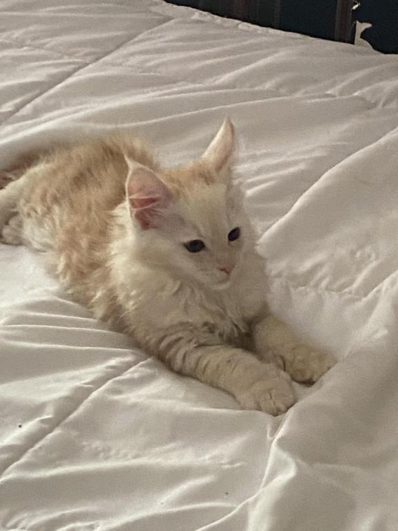 Maine Coons photo 7