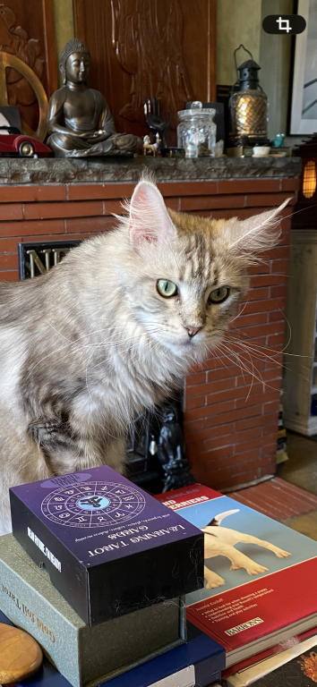 Maine Coons photo 2