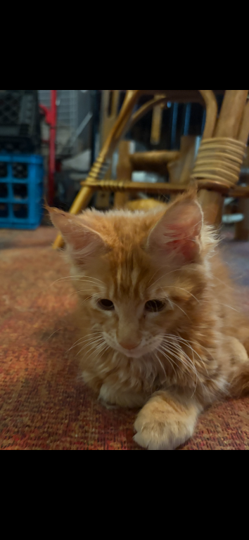 Maine Coons photo 5