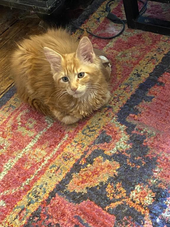 Maine Coons photo 8