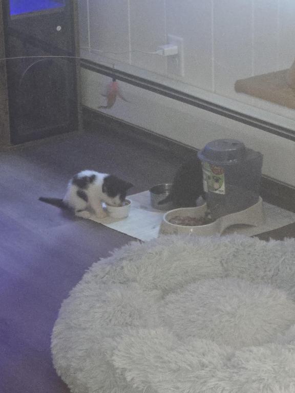 Kantu's Kitties photo 2