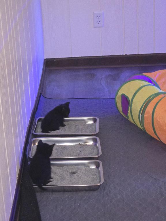 Kantu's Kitties photo 4