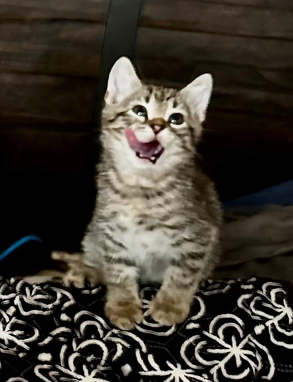 Boba And Whiskey Kittens