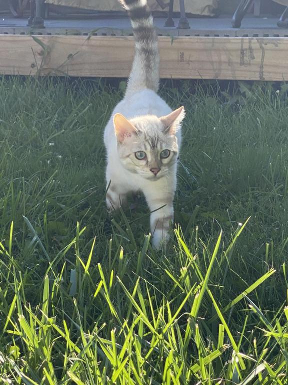 Freyja