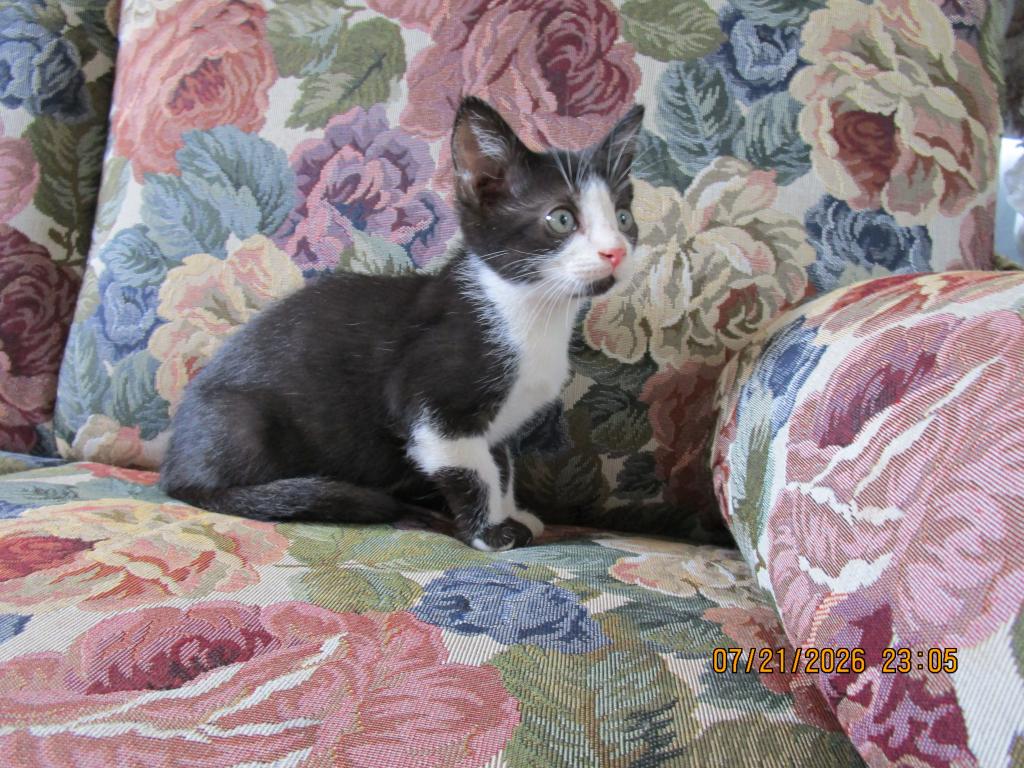 Calico And Tuxedo Kittens photo 2