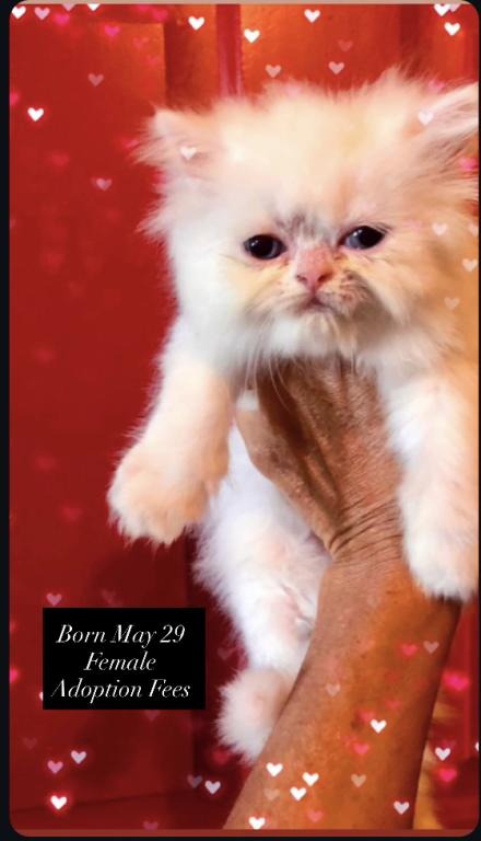 Kitten 2 Everest & Lyric Litter Himalayan photo 17