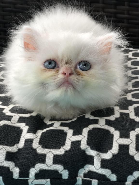 Kitten 2 Everest & Lyric Litter Himalayan photo 27