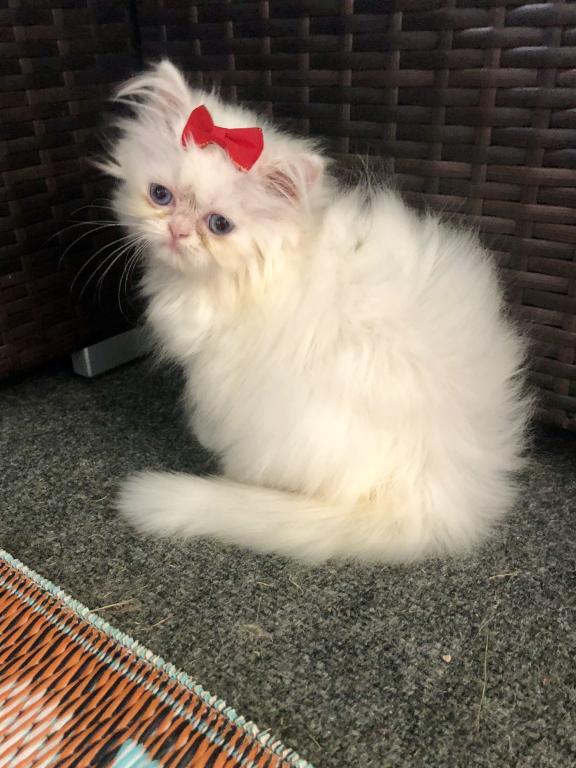 Kitten 2 Everest & Lyric Litter Himalayan photo 8