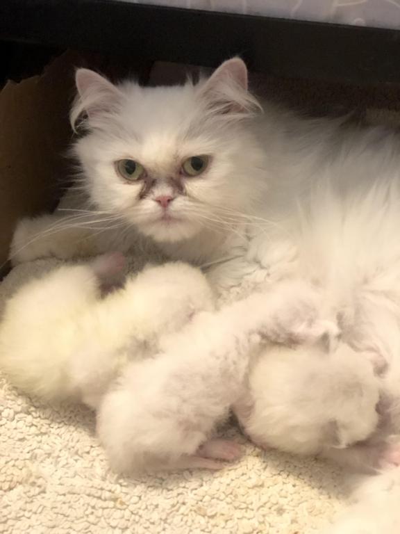 Kitten 2 Everest & Lyric Litter Himalayan photo 14