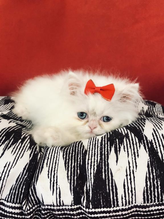 Kitten 2 Everest & Lyric Litter Himalayan photo 5
