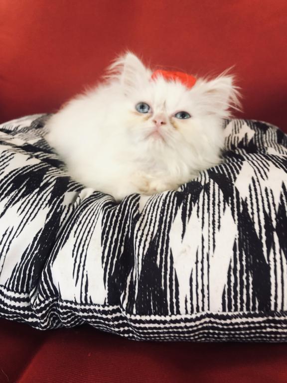 Kitten 2 Everest & Lyric Litter Himalayan photo 3