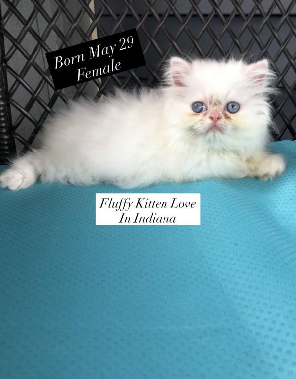 Kitten 2 Everest & Lyric Litter Himalayan photo 9