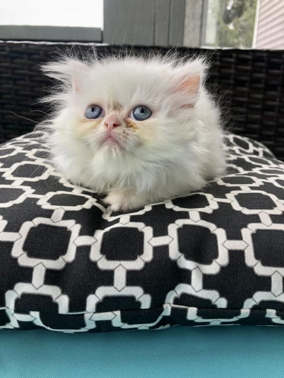 Kitten 2 Everest & Lyric Litter Himalayan photo 25