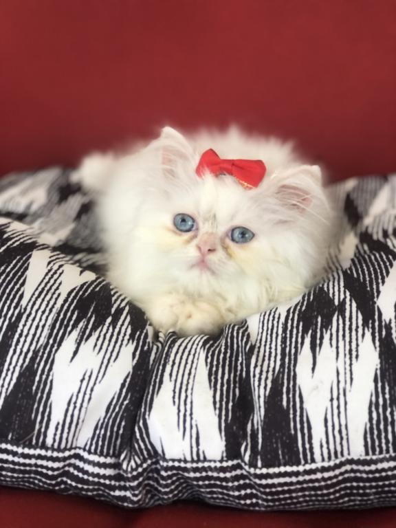 Kitten 2 Everest & Lyric Litter Himalayan