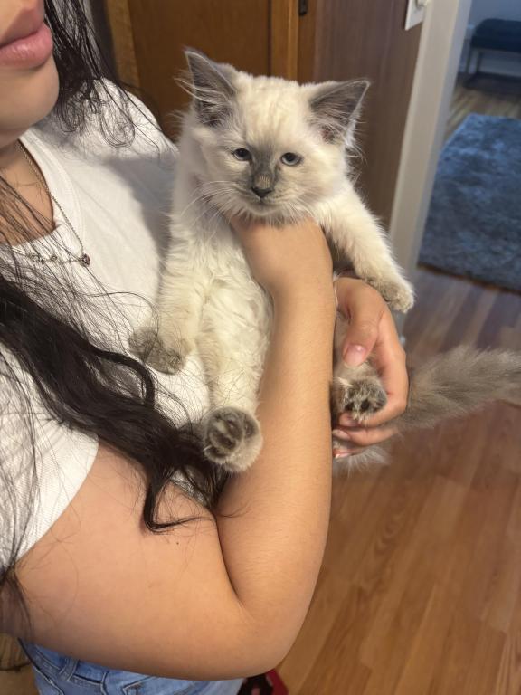 Ragdoll Type photo 2