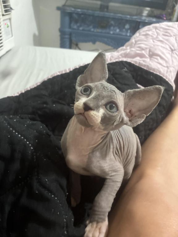 Sphynx Hairless Kittens photo 2
