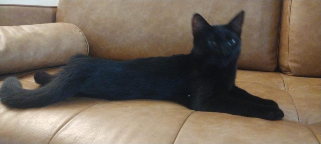 Pickles photo 13