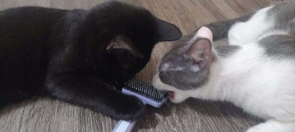 Pickles photo 9