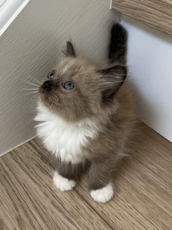 Seal Mink Ragdoll Female photo 3