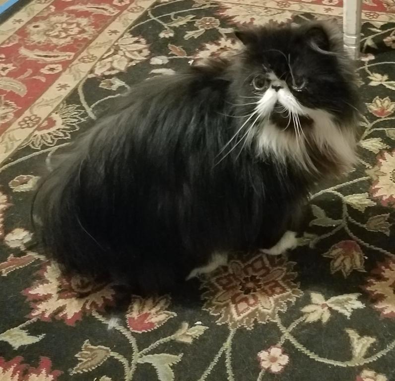 Spayed CFA Black And White Female Persian 2 photo 3