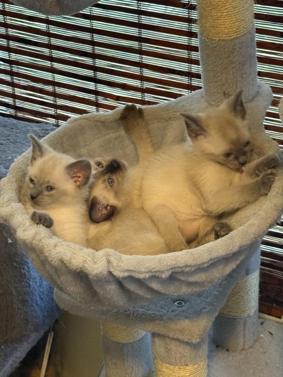 Siamese Kittens photo 3
