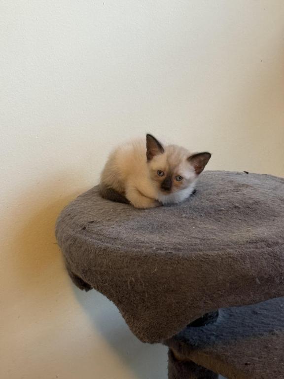Siamese Kittens photo 4