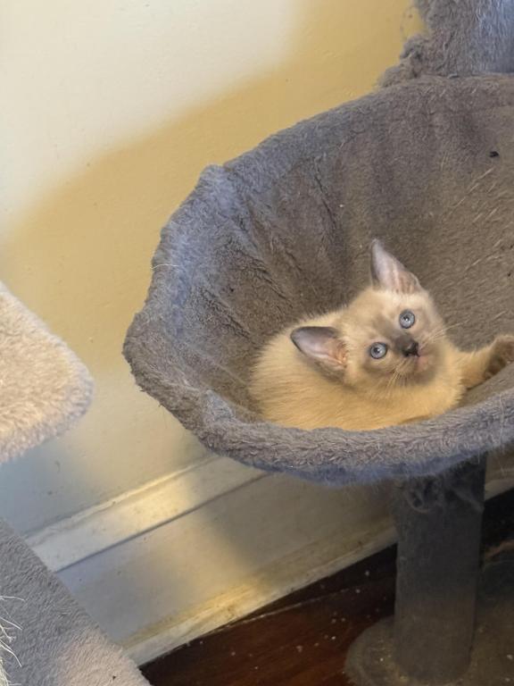 Siamese Kittens photo 2