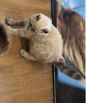 Cuteness photo 3
