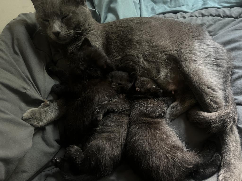 Adorable Russian Blue & Egyptian Mau Mixed photo 4