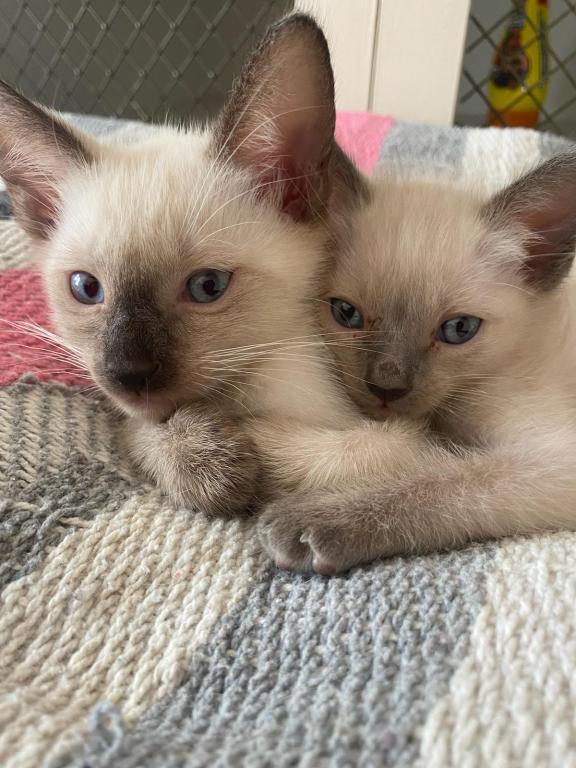 Siamese Kittens