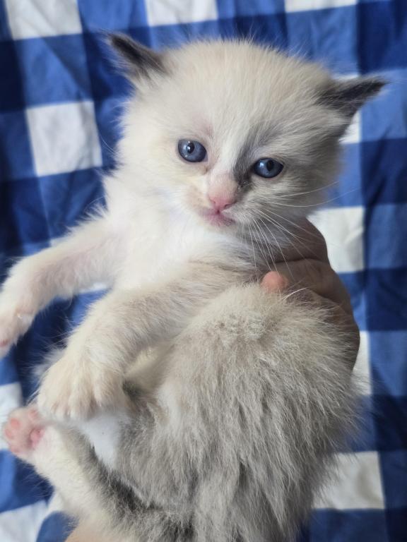 Ragdoll Kittens