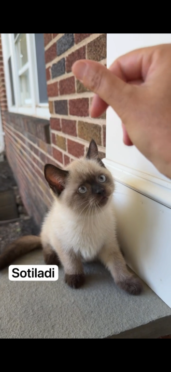 Siamese