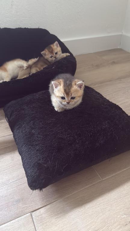 Precious