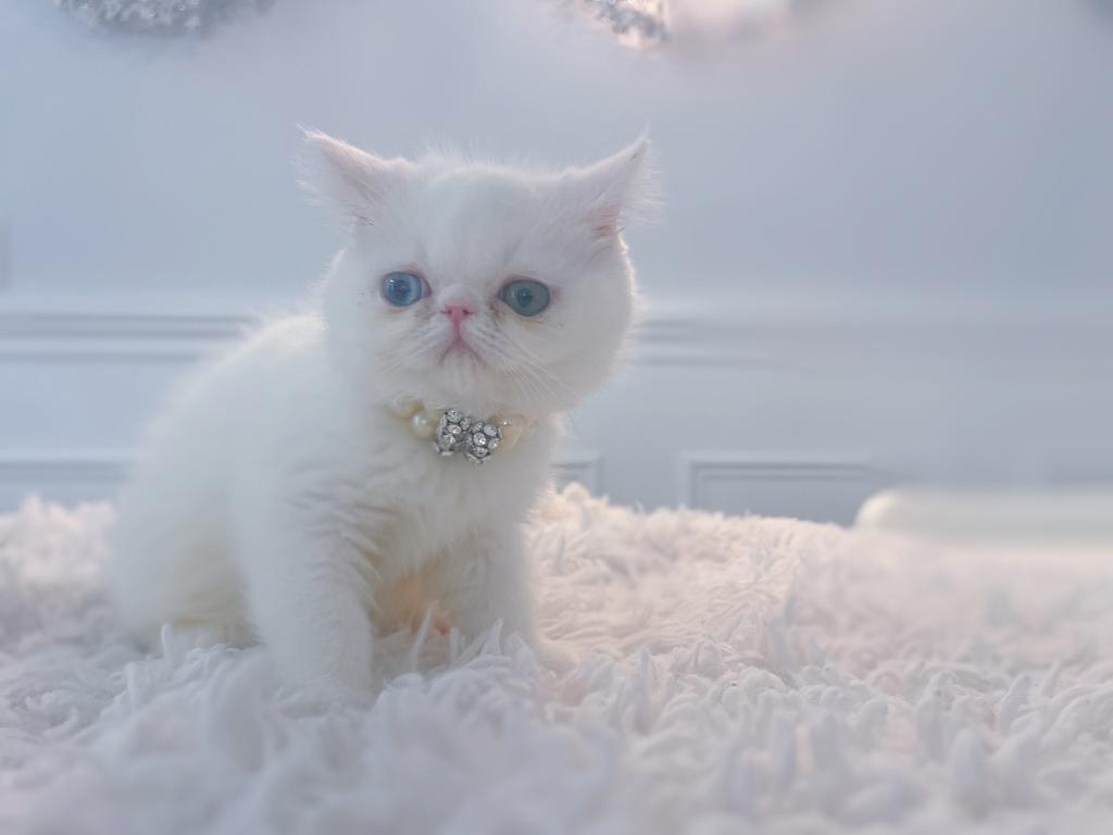 Odd Eyed Baby photo 3