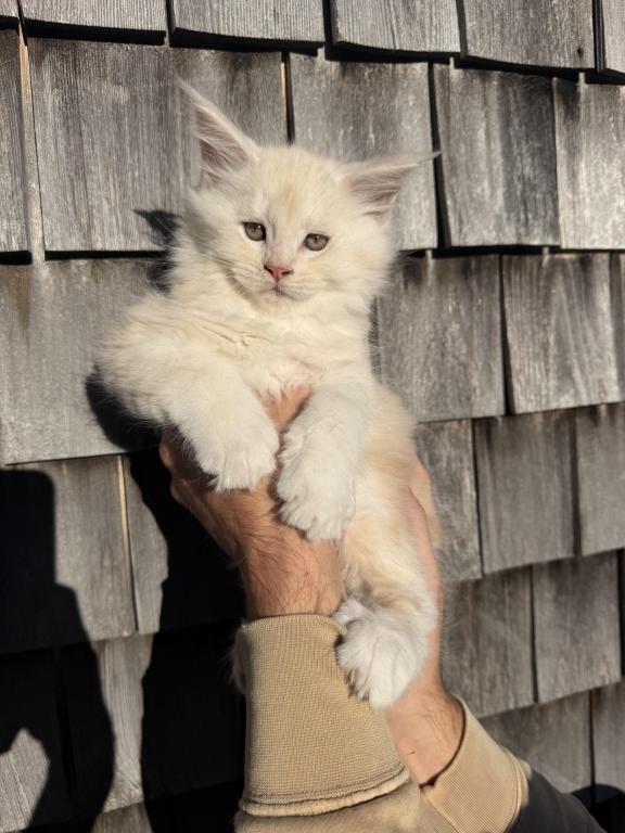 TICA Registered Purebred Maine Coon photo 7