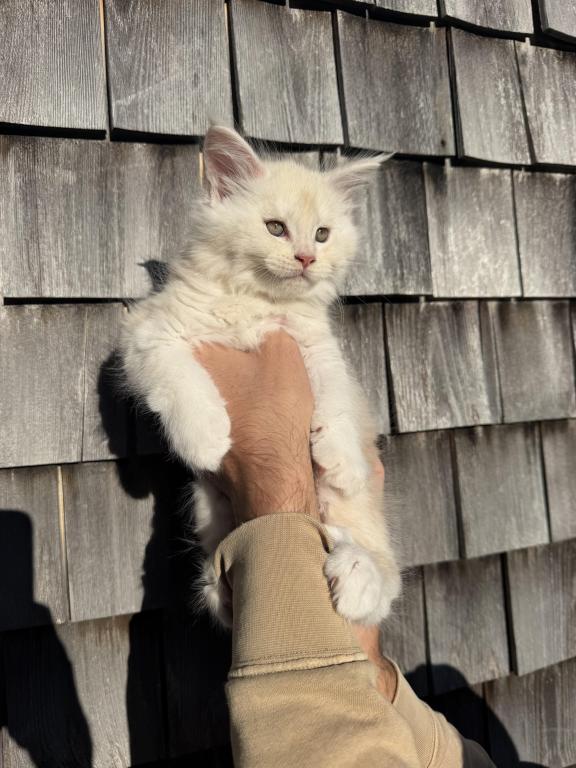 TICA Registered Purebred Maine Coon photo 8