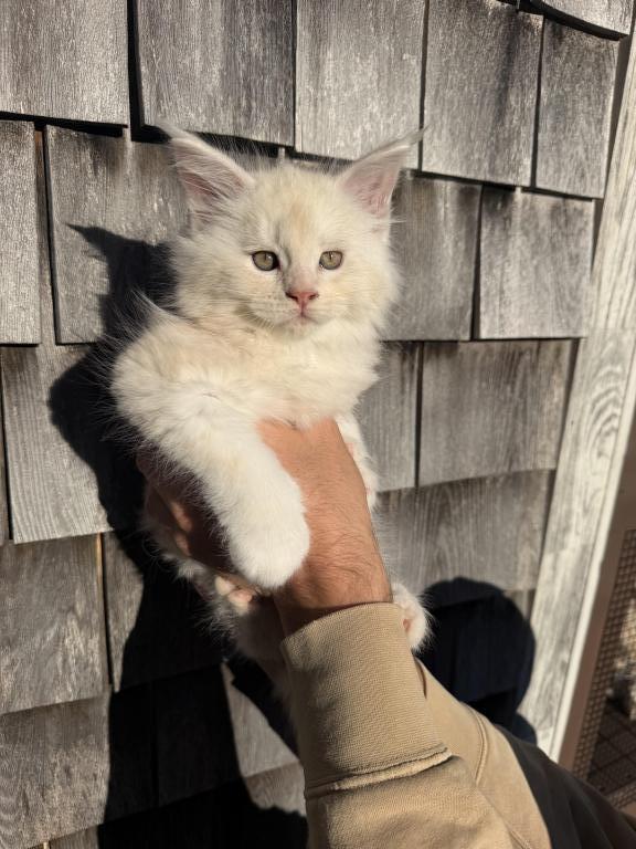 TICA Registered Purebred Maine Coon photo 1