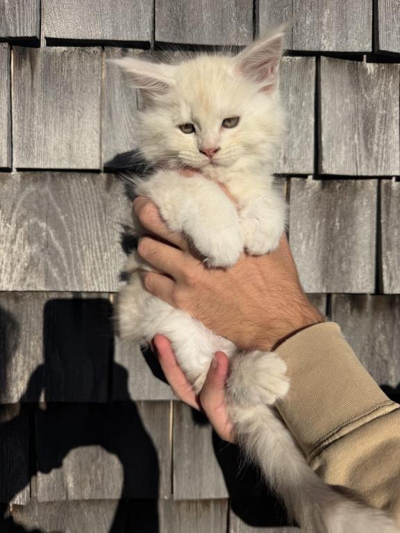 TICA Registered Purebred Maine Coon photo 10