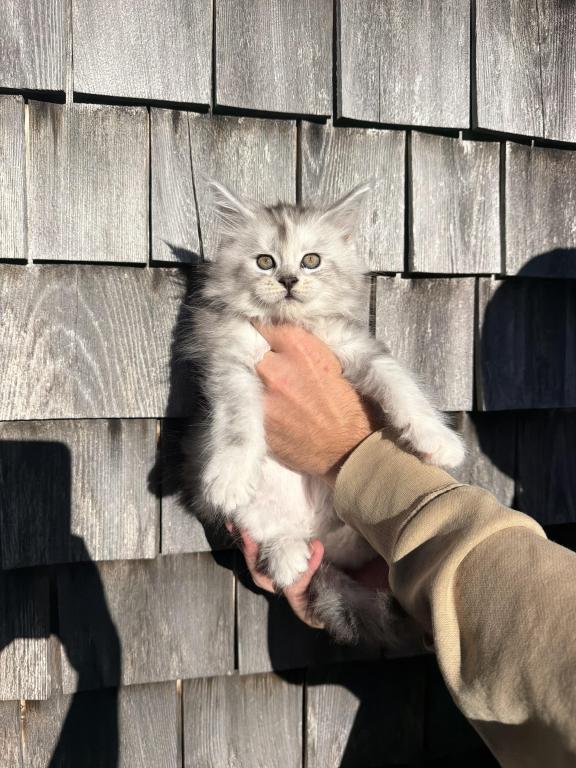 TICA Registered Purebred Maine Coon photo 4