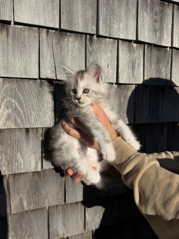 TICA Registered Purebred Maine Coon photo 5