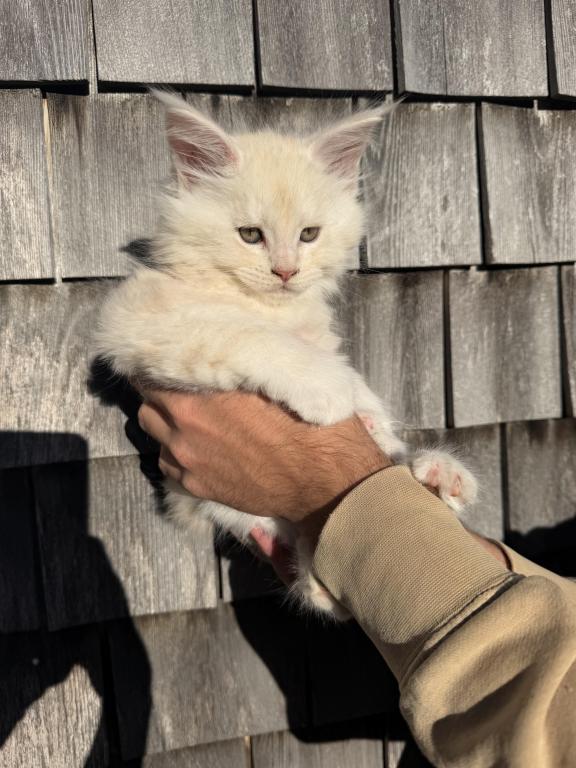 TICA Registered Purebred Maine Coon photo 6