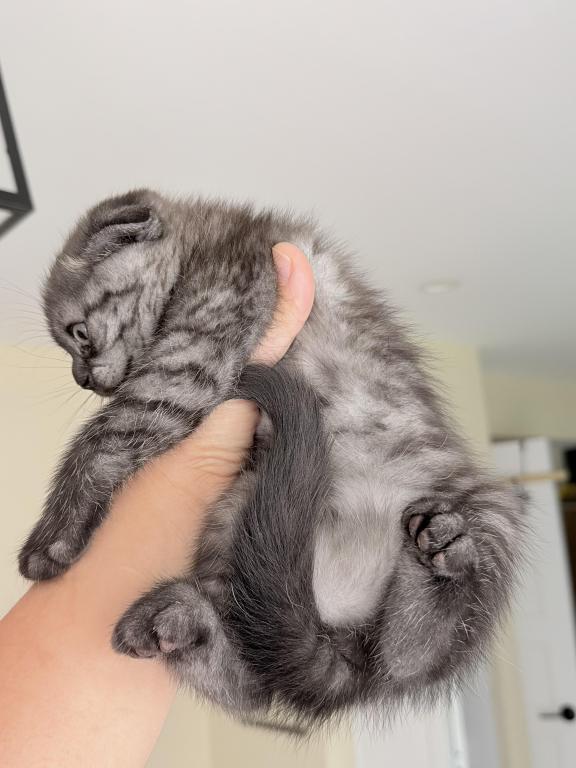 Luna photo 4