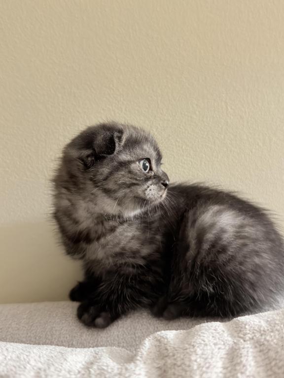 Luna photo 2