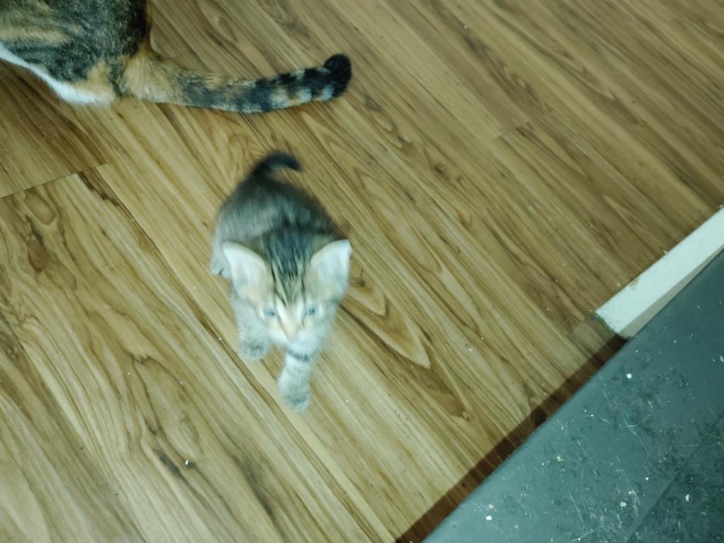 You Name Your Own Cat photo 2