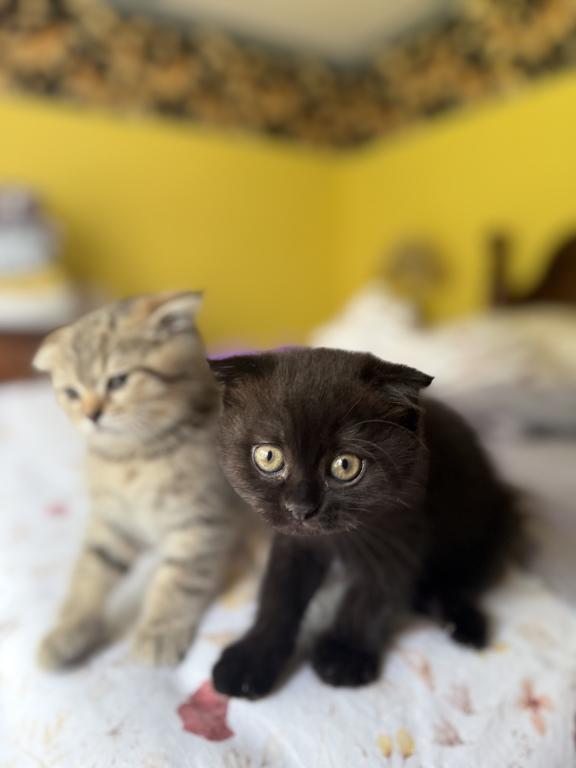 Lala photo 4